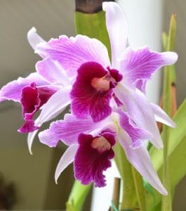 orchidea purpurata