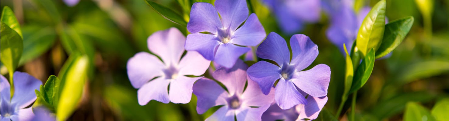 fiori del belgio pervinca