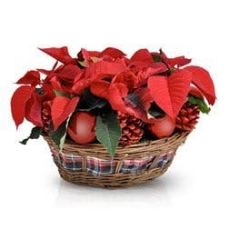 cesto poinsettia