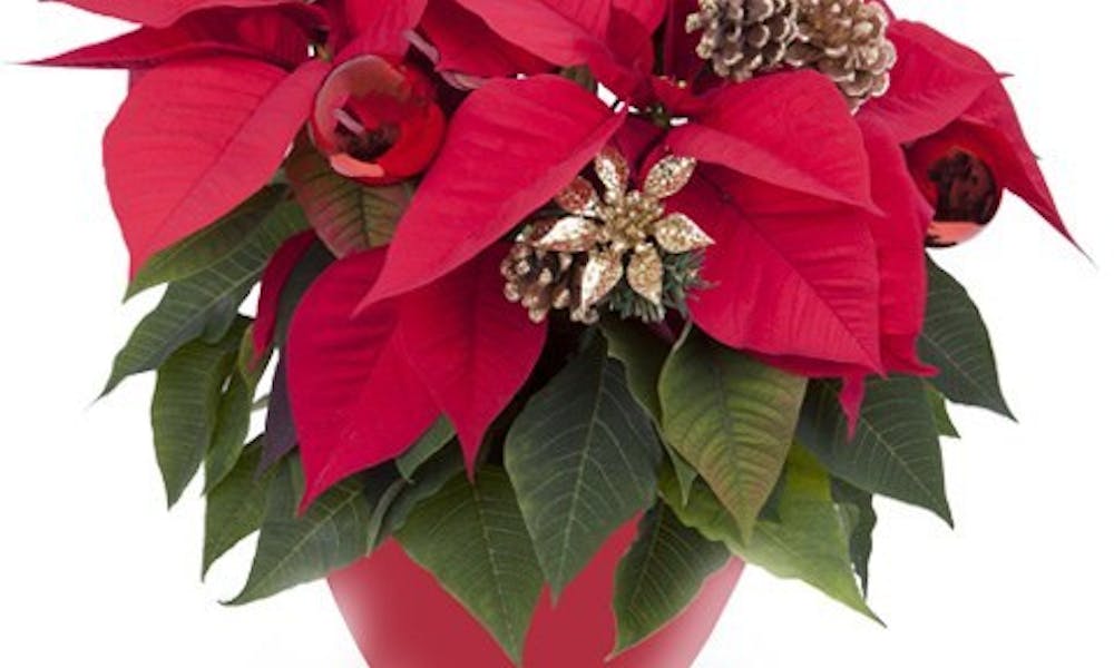 La Stella di Natale: tra realtà e leggende