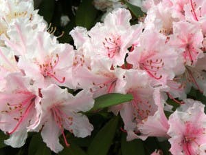 rododendri