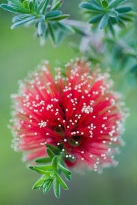 bottle brush