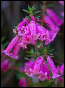 epacris