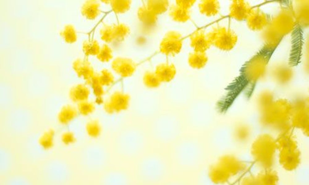 Le bellezze floreali dell’Australia