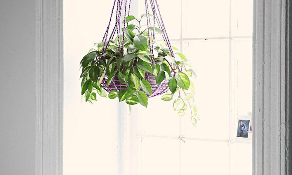 Alcuni errori da evitare per la cura delle piante