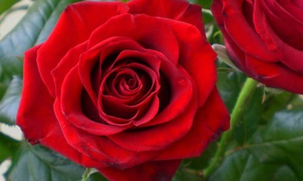 Fiori per i compleanni di giugno