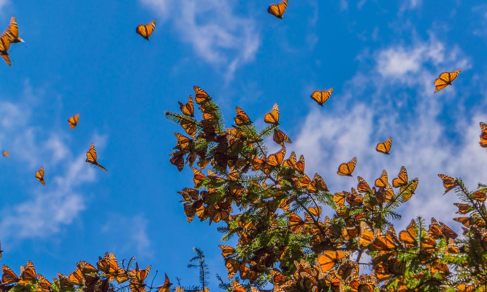 Sapete qual è la farfalla più romantica?