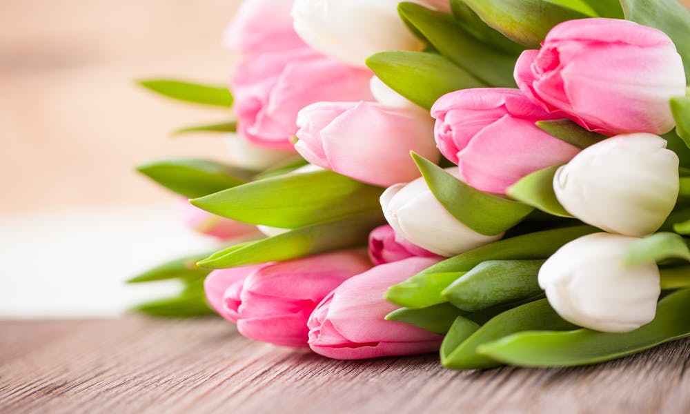 Un tulipano fa primavera