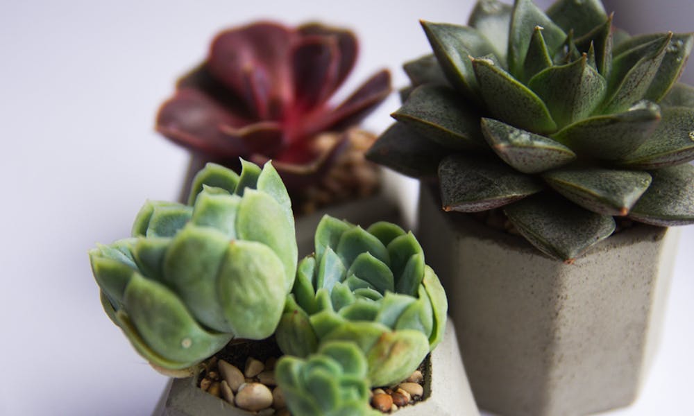 Piante da interno resistenti