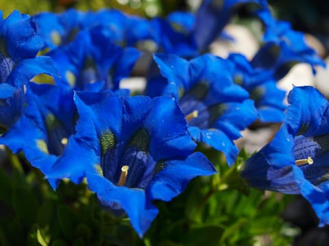 Le 5 tipologie più comuni di fiori blu