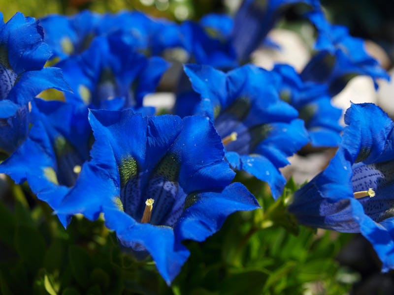 Le 5 tipologie più comuni di fiori blu