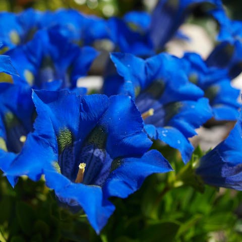 Le 5 tipologie più comuni di fiori blu