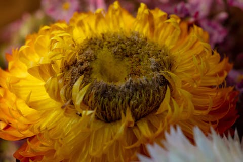 L’elicriso o il fiore del sole