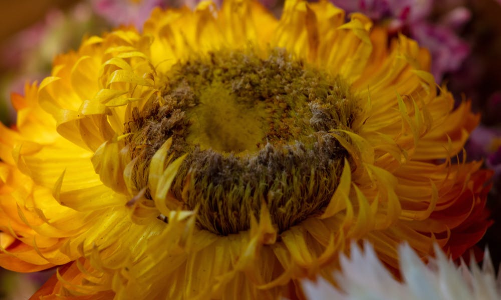 L’elicriso o il fiore del sole