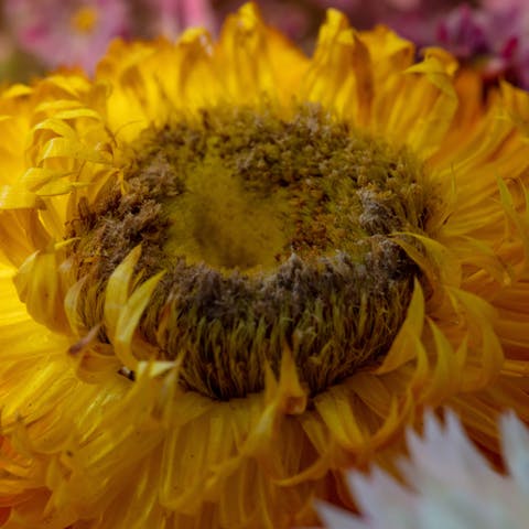 L’elicriso o il fiore del sole