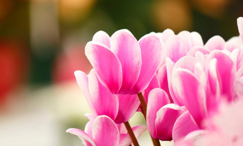 Il ciclamino nel linguaggio dei fiori