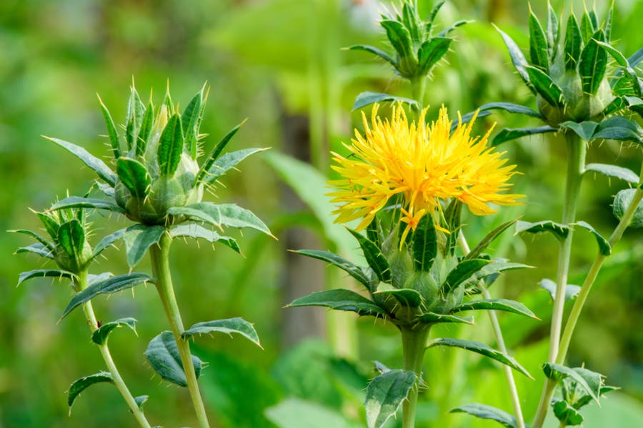 Il cartamo: fiore ornamentale e non solo