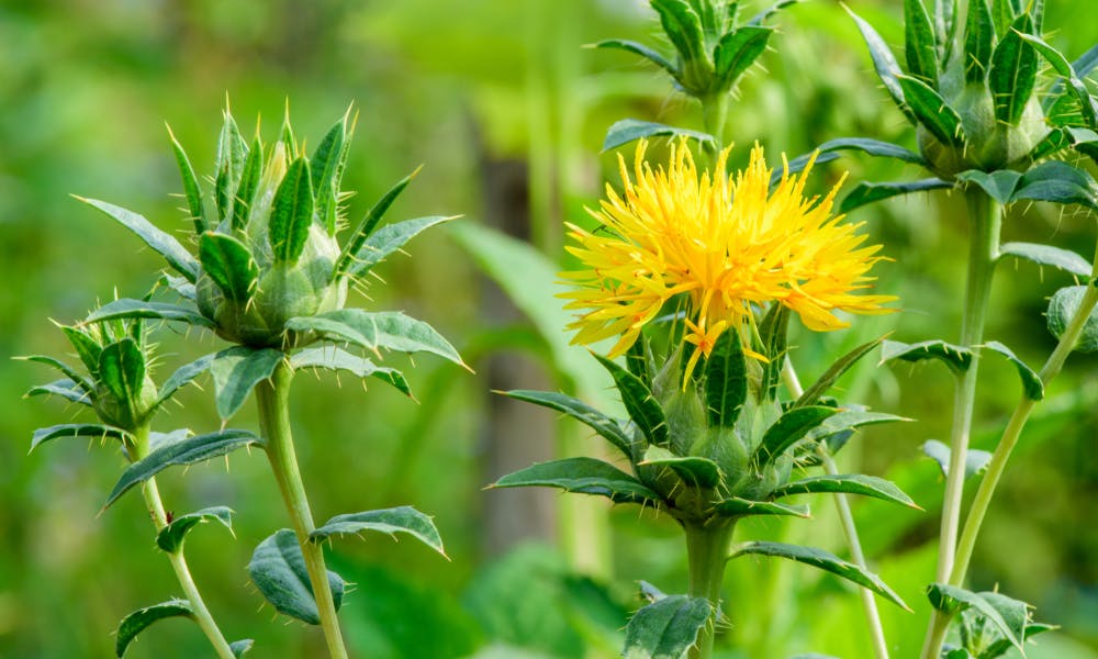 Il cartamo: fiore ornamentale e non solo