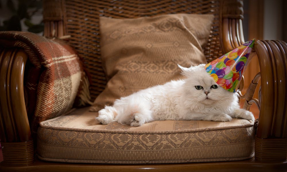 Come augurare buon compleanno ai nostri gatti