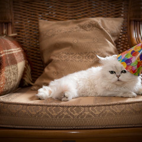 Come augurare buon compleanno ai nostri gatti