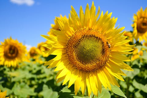 Il girasole: dalle antiche leggende ai giorni nostri