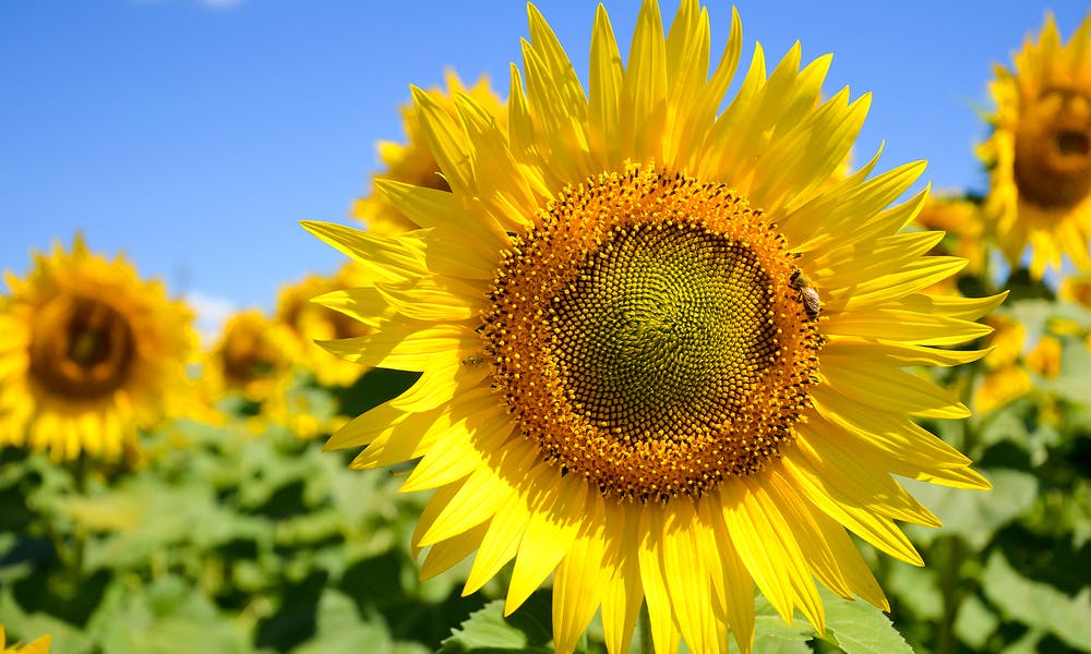 Il girasole: dalle antiche leggende ai giorni nostri