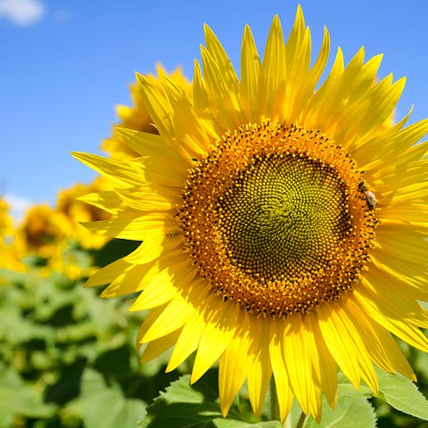 Il girasole: dalle antiche leggende ai giorni nostri