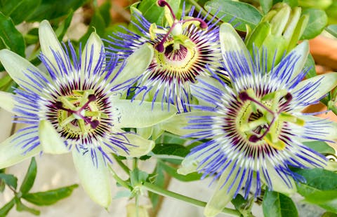 La passiflora: proprietà benefiche ed effetti collaterali