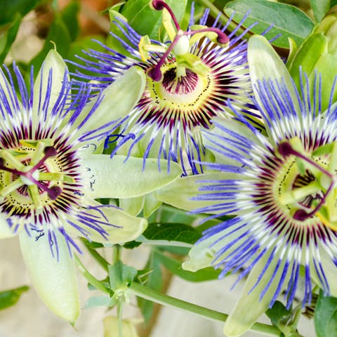 La passiflora: proprietà benefiche ed effetti collaterali