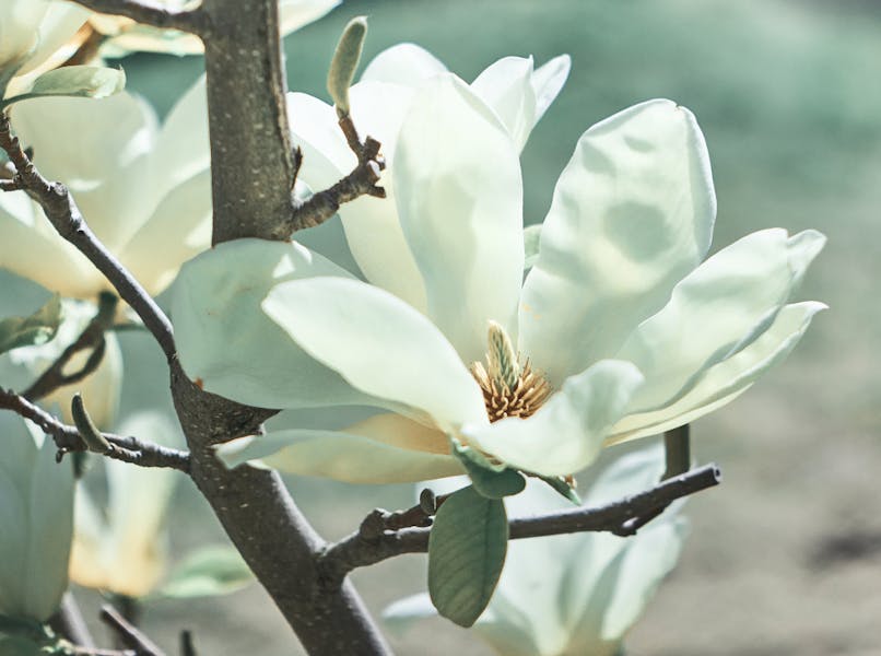 La magnolia: curiosità e caratteristiche principali