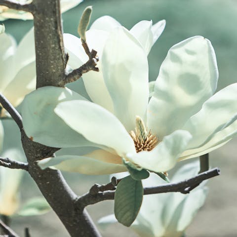 La magnolia: curiosità e caratteristiche principali