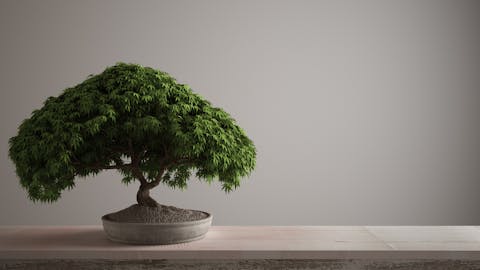 Il bonsai