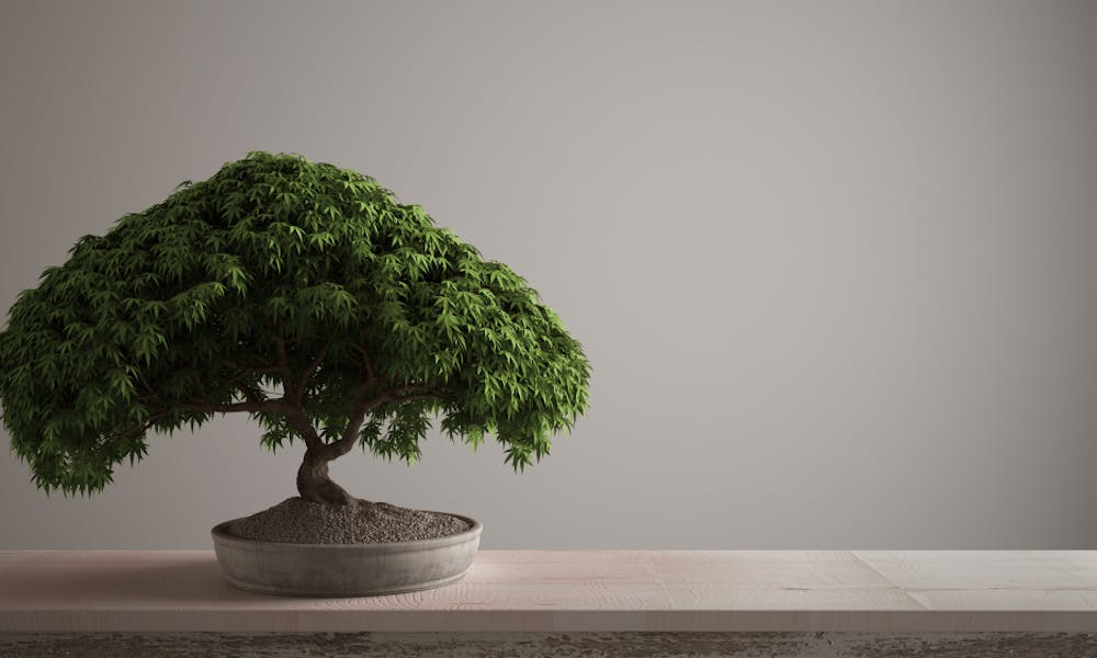 Il bonsai
