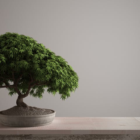 Il bonsai