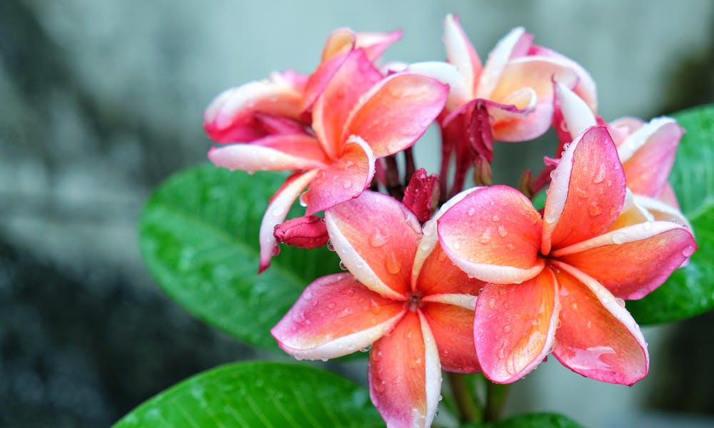 5 fiori esotici bellissimi tutti da scoprire