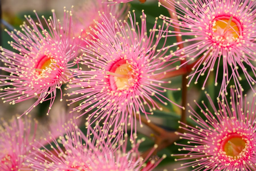 FIORI AUSTRALIANI