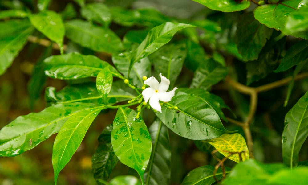 I vari modi per far riprodurre il gelsomino