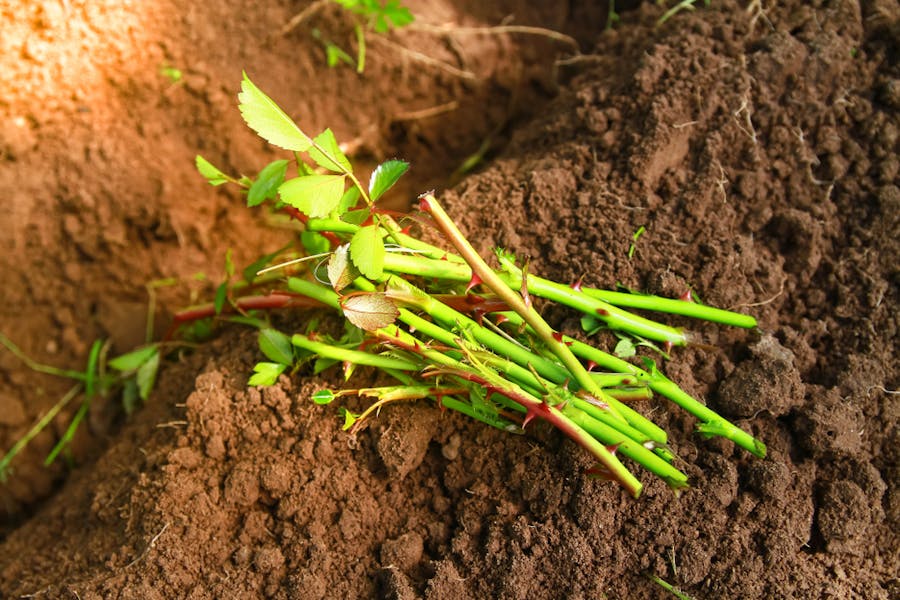 Come ottenere una riproduzione di una pianta per talea