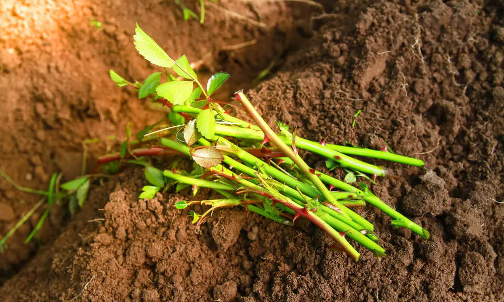 Come ottenere una riproduzione di una pianta per talea