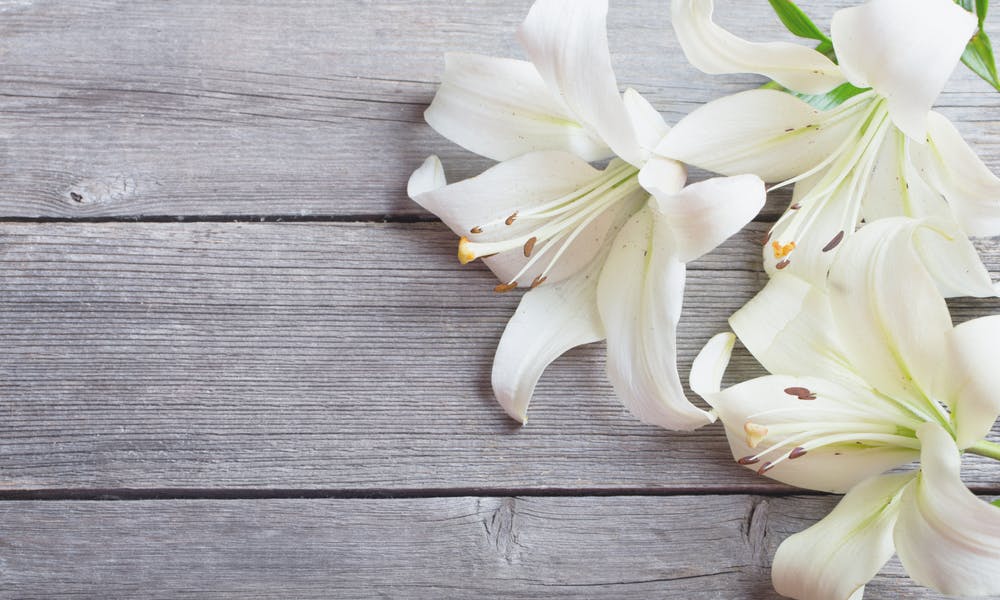 Il giglio bianco: il fiore della purezza