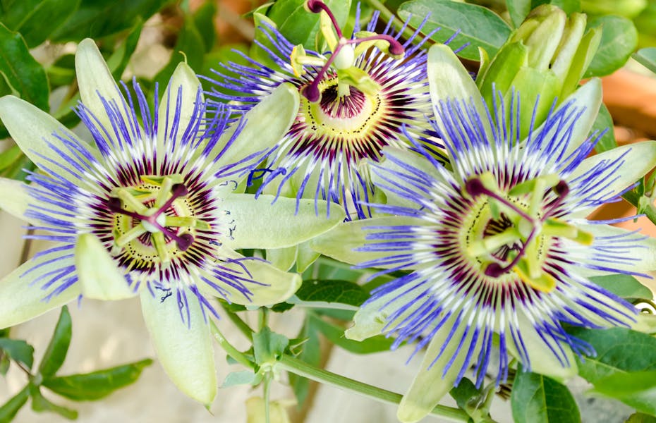 La passiflora: il fiore con proprietà decorative, culinarie e terapeutiche