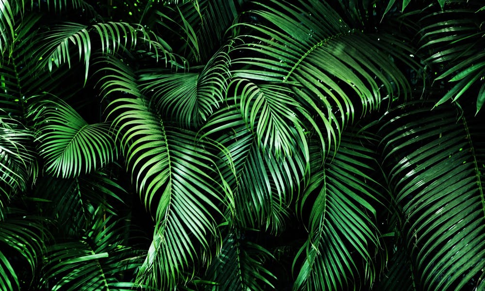 10 piante tropicali che possono abbellire la tua casa