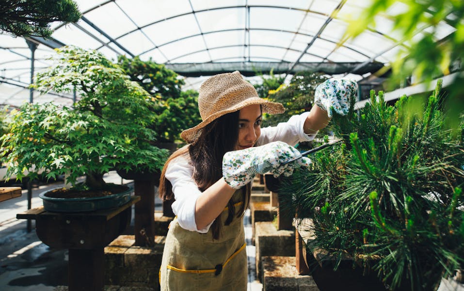 Come prendersi cura di un bonsai