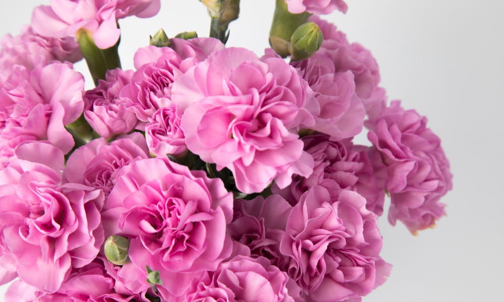 Il garofano nel linguaggio dei fiori