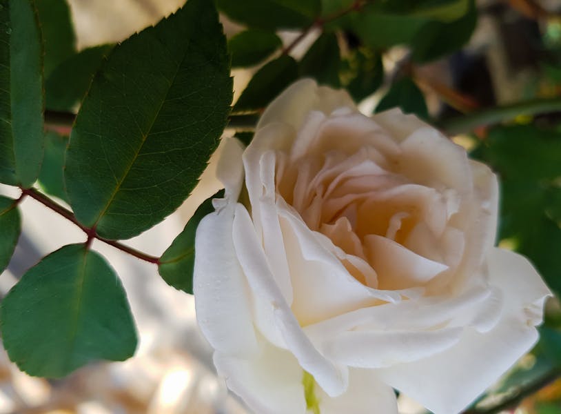 La rosa bianca ed il suo significato