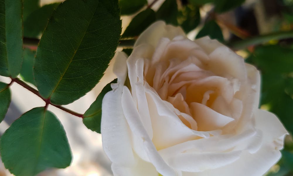 La rosa bianca ed il suo significato