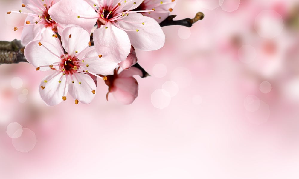 FIORI DI PRIMAVERA