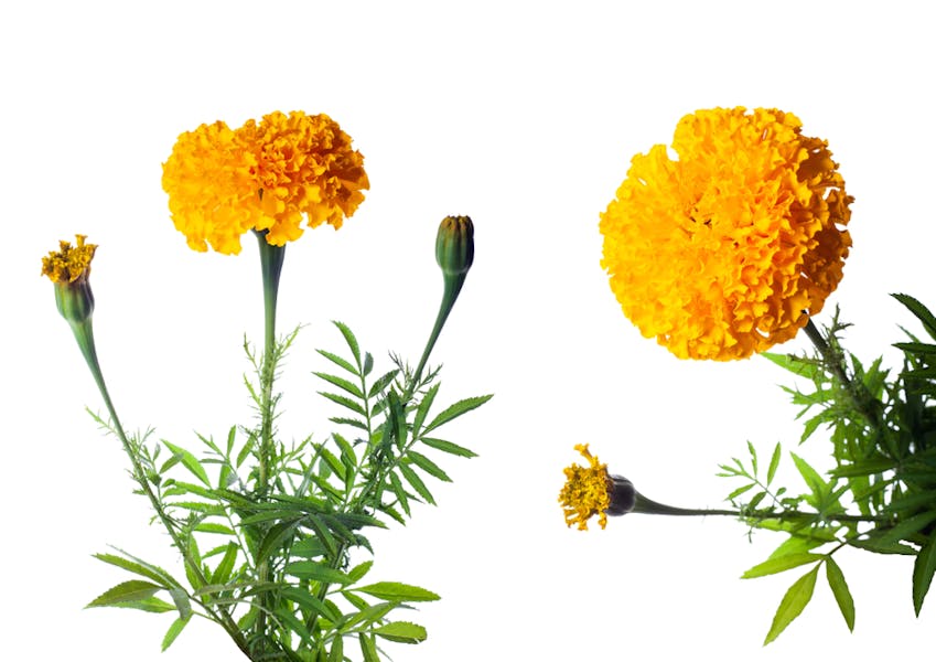 La calendula: un fiore dai mille utilizzi