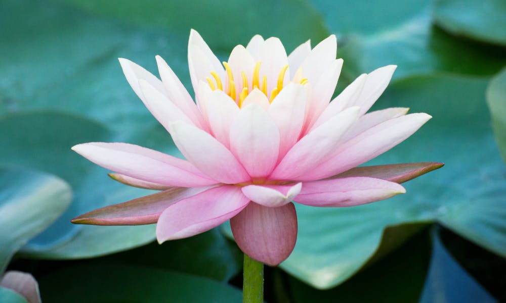 Gli antichi significati del fiore di loto