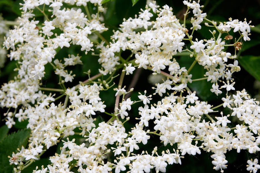 FIORI DI SAMBUCO